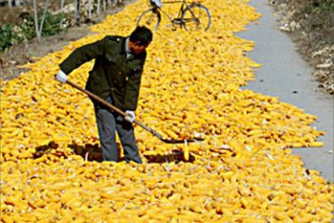 Chinese farmers dry corn along a small road on the outskirts of Beijing. Most corn growers struggle to squeeze out an existence in China, the world's number two exporter of the grain, as Beijing has been phasing out grain price support systems under obligations to the World Trade Organisation. Picture taken October 24, 2003. TO MATCH FEATURE STORY FOOD-CHINA-FARMERS REUTERS/Guang Niu