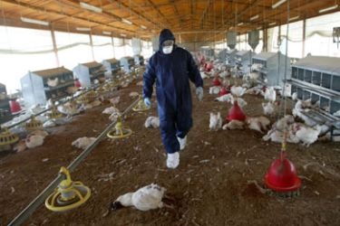 A Palestinian veterinary dressed in a protective suit walks past dead chickens in a coop at a farm, in the southern Gaza Strip town of Rafah, 27 March 2006.