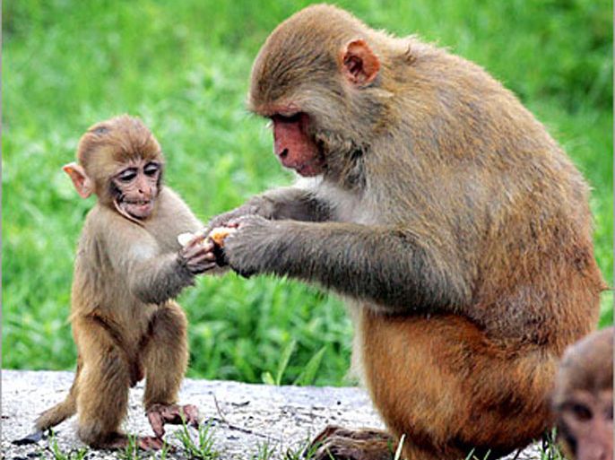 A baby monkey takes food in the Nepali capital of Kathmandu August 30, 2006. REUTERS/Gopal Chitrakar (NEPAL)