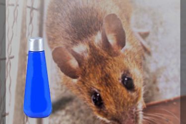 مركب كيميائي في الشامبو يضر بخلايا الذاكرة لدى الفئران