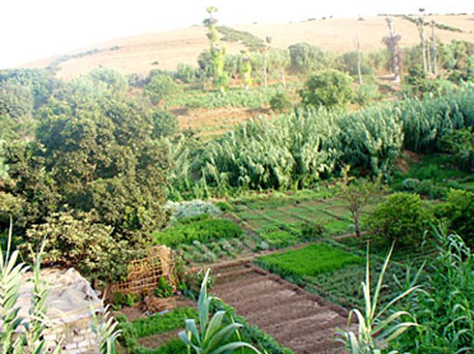 أحد الحقول الزراعية بالمغرب - المصدر الجزيرة نت