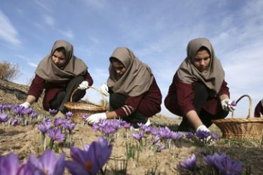 R/Iranian women pick saffron crocus flowers on a farm near Mashad, 950 kilometers (590 miles) east of Tehran November 6, 2006. The spice saffron is derived from these flowers. REUTERS