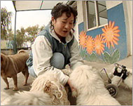 جانغ لو بينغ مع كلابها في ملجأ للكلاب أقامته على نفقتها (الجزيرة نت)