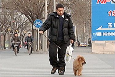 لكن مع هذا أصدرت حكومة بكين قانونا يحظر اقتناء أكثر من كلب واحد لكل عائلة - الجزيرة نت