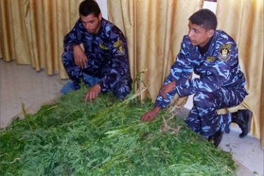 أفراد من القوة التنفيذية يعرضون اشتغال الماريخوانا المخدرة بعد ضبطها في أحد المزارع جنوب القطاع