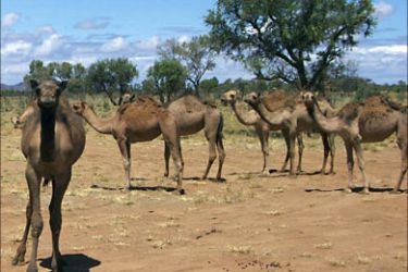r_Wild Australian camels are seen in this undated handout picture from the Central Australian Camel Industry Association in Alice Springs. Wild camels in drought-stricken Australia are in plague proportions