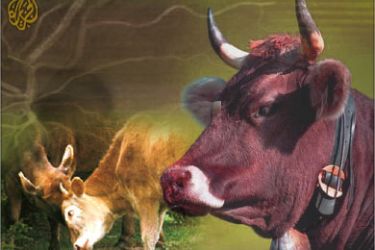 تصميم فني حول مرض الحمى القلاعية في الماشية