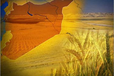 المحاصيل الزراعية في سوريا جراء موجة جفاف وخاصة تراجع إنتاج محاصيل القمح والشعير.