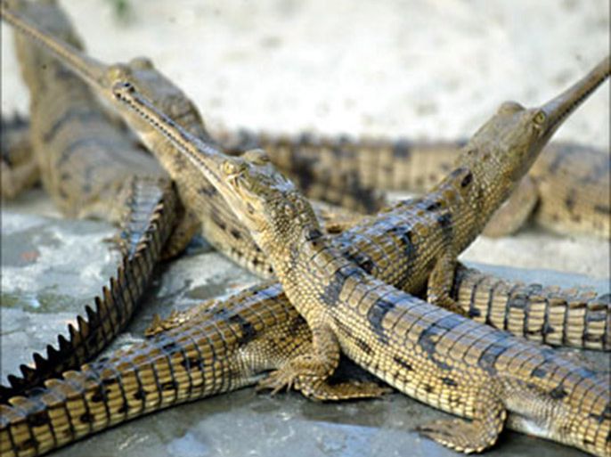 R_Gharial crocodiles rest beside a pond at their enclosure at a crocodile centre in the northern Indian city of Lucknow August 23, 2007