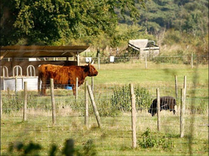 afp : Livestock is seen on the land of Baylham House Rare Breeds Farm where a cow infected with Bluetongue disease was diagnosed, in Ipswich, Suffolk, 23 September 2007.