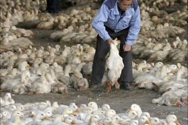 r_A vendor holds a pair of ducks at a poultry market in Nanjing, Jiangsu province, December 8, 2007. The father of a Chinese man who died from the H5N1 strain of bird