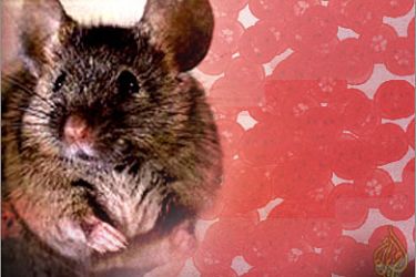 العثور على خلايا منشأ مراوغة في بنكرياس الفئران