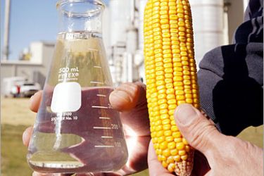 AFP(FILES) This October 4, 2004 file photo shows Norm Crain displaying an ear of corn and a beaker of 200 proof ethanol produced at the Adkins Energy ethanol production facility near Lena, Illinois. Blamed for a spike in food prices, its