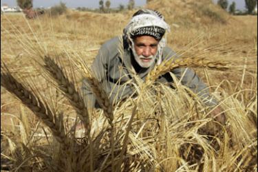 r/A Palestinian farmer harvests his wheat at a farm near Rafah in the southern Gaza Strip May 4, 2008.