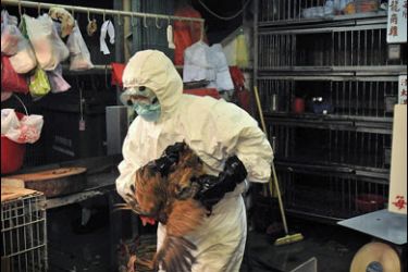 AFP PHOTO/Staff wearing protective clothing cull chickens in a Sham Shui Po market after the deadly H5N1 bird flu virus was found in samples collected from the market's poultry stalls in Hong Kong, on June 7, 2008.