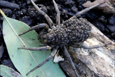 afp : A garden wolf spider (Lycosa) carries her brood of over 100 babies on her back for protection at Sydney Wildlife World on July 18, 2008. The baby spiders will stay on her