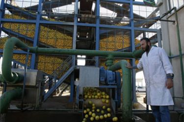 A Palestinian worker supervises the washing of grapefruits at the Gaza Juice Factory in Gaza City on December 18, 2008.