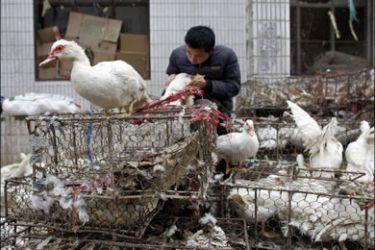 r : A worker checks on ducks outside a poultry market in Shanghai January 19, 2009. China has warned of the risk of further human cases of bird flu in the run-up to the Lunar
