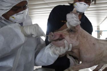 A Thai veterinarian swabs a pig's snout to collect samples for a swine flu test at the enclosure of a pig farm in Ratchaburi province, 135 km (84 miles), west of Bangkok