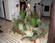 نماذج حية من النباتات العمانية (الجزيرة نت)