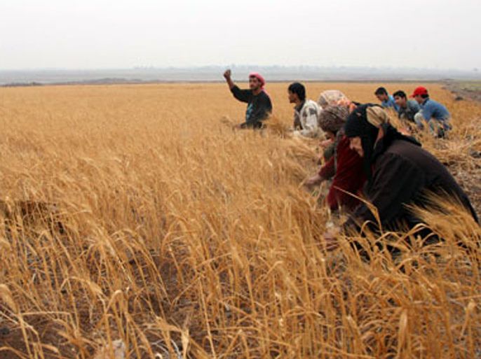 r: Syrian farmers harvest wheat in a field in Assanamein area, south of Damascus August 20, 2009. Weather will plunge Syria's wheat production to a nine-year low this year