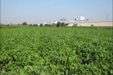 أحد حقول زراعة الخضراوات في مصر