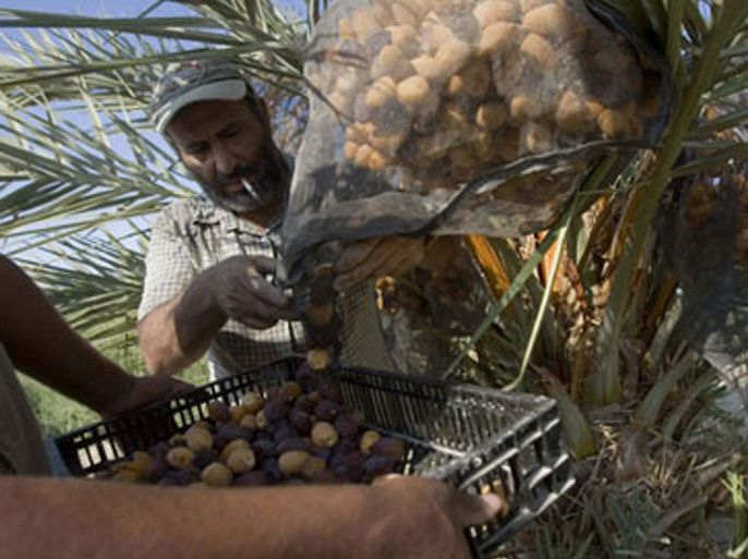 Palestinian labourers collect newly-picked dates in the West Bank city of Jericho August 19, 2009. This month is the harvest season for dates.