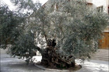الشجرة المعمرة والأكبر في الشرق الأوسط بجيل 3700 عاما