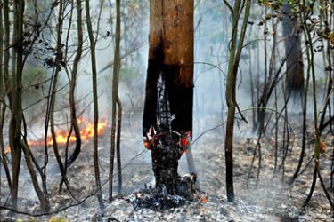 f_The burnt-out trunk of a tree is seen in a forest near a village of Zdorovie, some 60 km east of Moscow on August 10, 2010