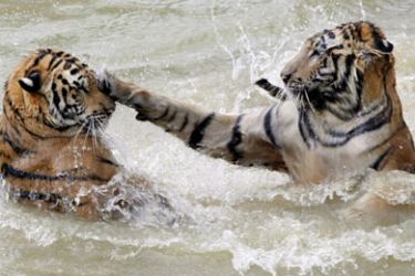 epa02381407 Tigers play together while swimming in Guilin, China
