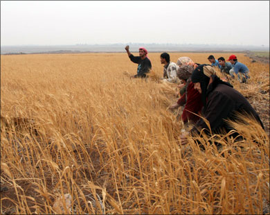 
مصر تستورد نحو 40% من احتياجاتها من القمح (رويترز)