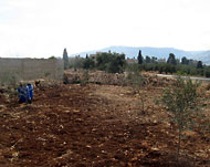 الفلسطينيون يزرعون أراضيهم القريبةمن المستوطنة منعا لمصادرتها