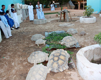 محمية أدباكانا تضم مئات السلاحف (الجزيرة نت)