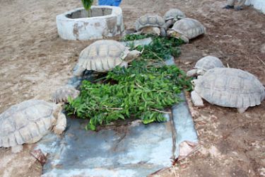 أدباكانا .. محمية موريتانية لتربية السلاحف
