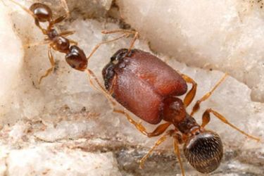 Frankenstein ants created by scientists