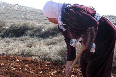عمل المرأة داخل الخط الاخضر يكون موسمي وخاصة بالزراعة -الصورة تقريبية لامراة تعمل بالزراعة وهي خاصة بالجزيرة نت1