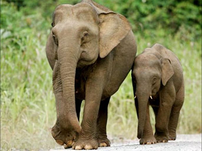 An undated photo made available 01 July 2005 shows, a pair of pygmy elephants walking along a road in the Danum Valley Conservation Area in Sabah. Malaysia's unique pygmy elephants, which were only recently "discovered" as a new subspecies, are being fitted with satellite collars to gain vital information about how they live and how to protect them.