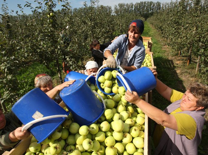 epa03384167 Belarussian employees fill apples into a container in an orchard of agrocombine Zhdanovichi on the outskirts of Minsk, Belarus, 05 September 2012. Agrocombine Zhdanovichi is one of the biggest vegetables producer in Belarus. Some 35 kilograms of apples are gathered in average from one tree in the orchard, while the average price for apples is 4000 belarussian rubles (0,4 euro) at the