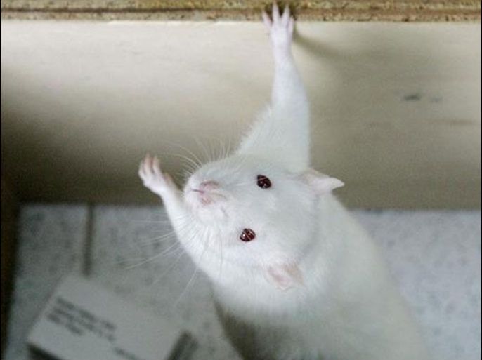 تدخل في جهاز المناعة للفئران يحسن أعراض الزهايمر لديها