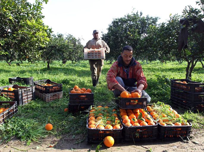 epa02509545 Algerian farmers gather boxes with freshly harvested oranges in Boufarik, south of Algiers, Algeria, on 29 December 2010. The city of Boufarik, also called 'The City of Oranges', and its surrounding plantations are well known for the growing of orange and tangarines. EPA/MOHAMED MESSARA