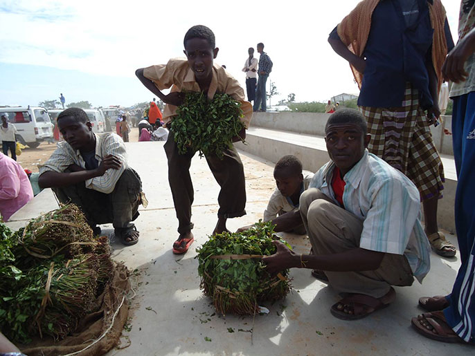 الباعة يستعملون الأطفال لحمل الرزم من القات إلى السوق.