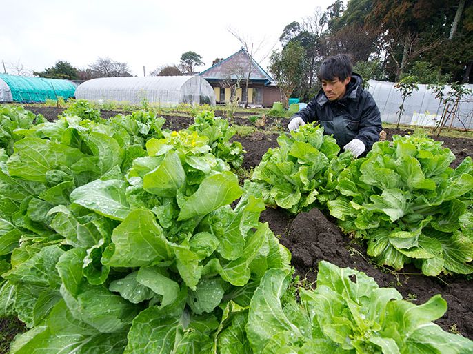 epa02647299 Japanese organic farmer Hideto Yajima worries about possible radioactive contamination as he looks at leafy vegetables on his farm in Isumi city, Chiba province, 60 kilometers east of Tokyo, Japan on 22 March 2011. Tests found levels of radioactive iodine up to seven times the legal limit in spinach and two leaf vegetables in Chiba prefecture, known for its high quality organic agriculture. Government officials sought to allay fears over the discovery that foodstuffs from the area around the Fukushima nuclear plant and neighboring prefectures had been contaminated with radioactivity. Officials later announced that they were forbidding the sale of food products from Fukushima, Tochigi, Ibaraki and Gunma prefectures. EPA/EVERETT KENNEDY BROWN