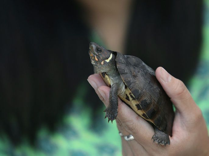 epa03333949 Filipino Dr. Rizza Salinas of the Protected Areas and Wildlife Bureau (PAWB) holds a recovered Philippine Forest Turtle, a critically endangered species of the genus Siebenrockiella, at a wildlife rescue center in Quezon City, east of Manila, Philippines, 02 August 2012. More than 100 snakes, lizards and endangered turtles were returned to Philippine authorities after a shipment believed to be smuggled from Manila was intercepted in Hong Kong, officials said. EPA/ROLEX DELA PENA