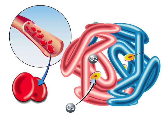 جزيء الهيموغلوبين يحمل الأكسجين في الدم (دريمز تايم)
