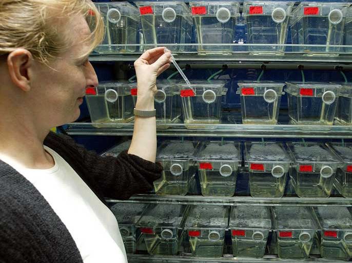 epa000322689 Bettina Schmid of the Ludwig Maximilian University in Munich checks the new fish tank in the Alzheimer laboratory in Munich, Germany, Thursday 02 December 2004. In the coming months the laboratory will conduct several thousand medical and biological examinations on more than 10,000 zebrafishes. The experiments are aimed at helping to decipher Alzheimer's disease. The large scale experiments are unique in the world. EPA/MATTHIAS SCHRADER
