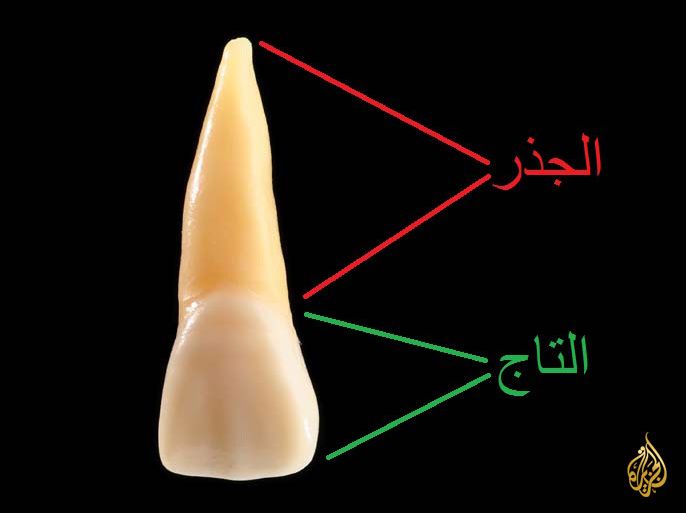 تصميم جذر السن السن أسنان تاج السن تشريح السن dental tooth root crown