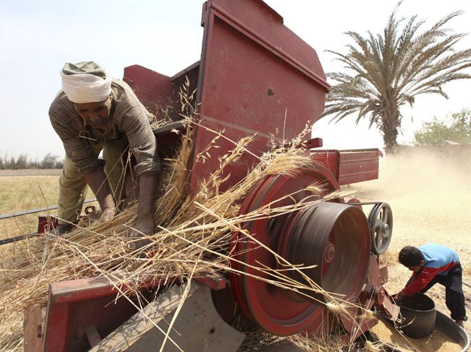 Farmers harvest wheat on a field in the El-Menoufia governorate, about 9.94 km (58 miles) north of Cairo April 23, 2013. Egypt's wheat crop will be close to 10 million tonnes this season, agriculture minister Salah Abdel Momen said on Sunday as the harvest gets underway, more than the supply minister's 9.5 million tonne forecast. Picture taken April 23, 2013. REUTERS/Mohamed Abd El Ghany (EGYPT - Tags: AGRICULTURE BUSINESS COMMODITIES)