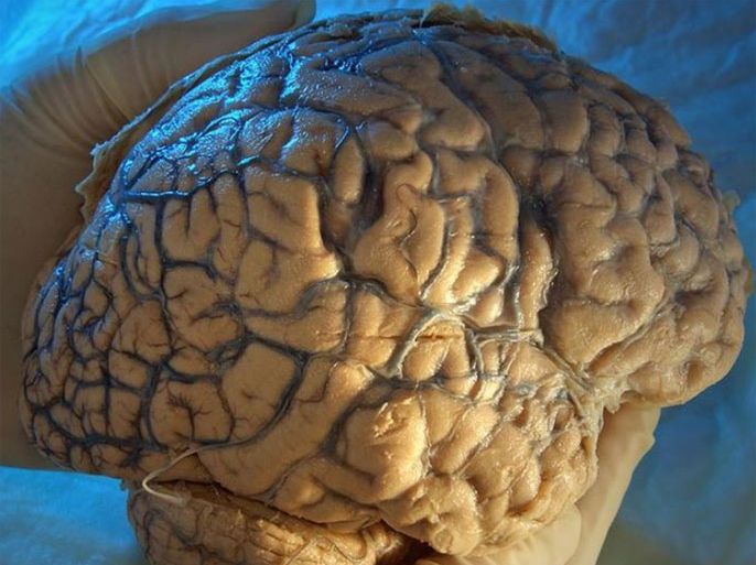 دماغ مخ الدماغ المخ brain أعصاب