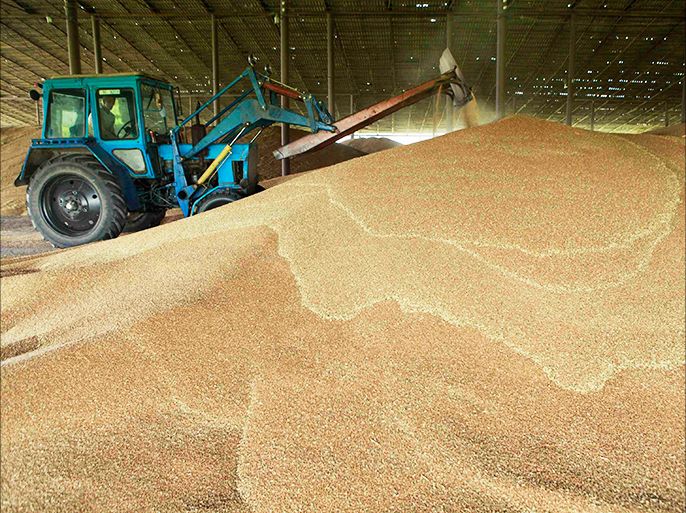 A tractor sorts through grain at a warehouse near the village of Moskovskoye, outside Stavropol in southern Russia, June 26, 2013. Russia and other countries should hold discussions on possible humanitarian deliveries of wheat to Egypt, the world's largest importer of the grain, as it faces an acute shortage, Russia's deputy agriculture minister said. Picture taken June 26, 2013. REUTERS/Eduard Korniyenko (RUSSIA - Tags: AGRICULTURE FOOD POLITICS BUSINESS)