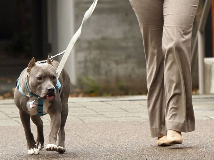 In this Friday, Oct. 19, 2012 photo, lawyer Mitzi Bolanos walks her dog, Bubba, while posing for photos at Lewis and Clark Law School in Portland, Ore. "I am a Hispanic female and I have never felt discriminated against in this country until I started walking around with my pit bull," Bolanos said.